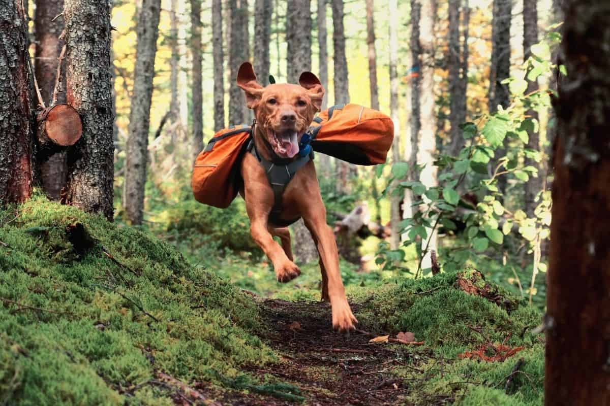 Dog running through forest carrying a dog pack