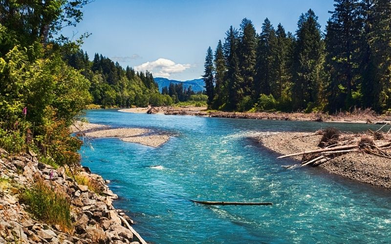 hoh river trail