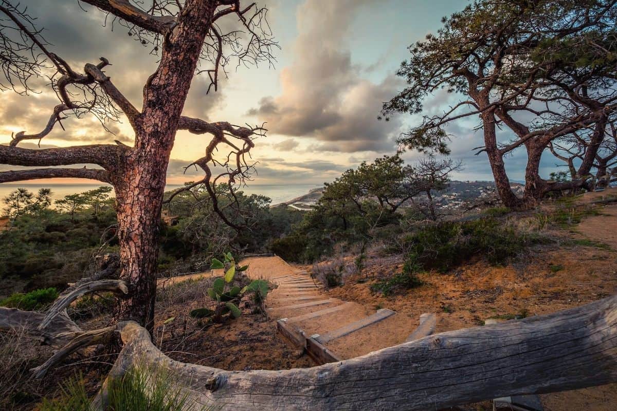torrey pines hiking - feat img