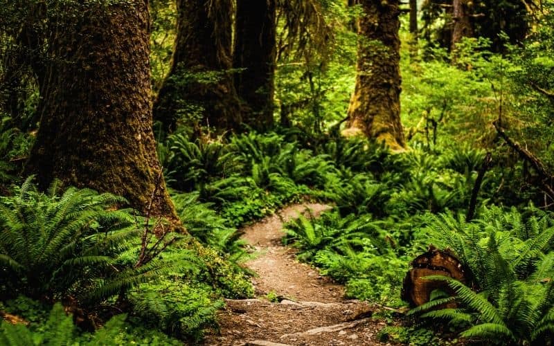 Hoh Rainforest Trail, Washington