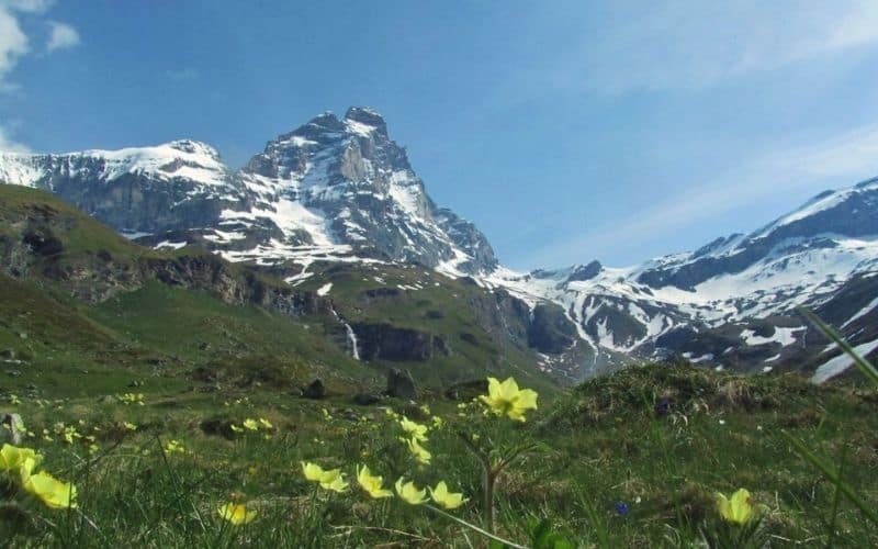 Matterhorn Landscape with flowers in foreground