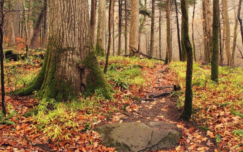 Rainbow Falls Trail Tennessee