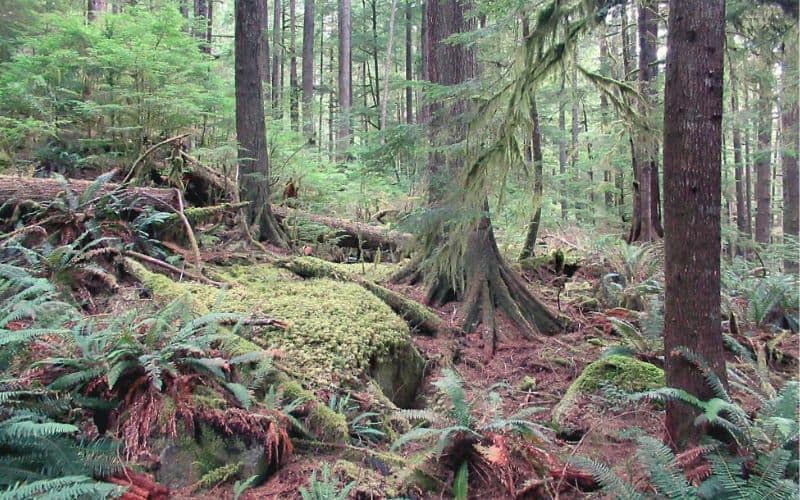 Big Cedar Trail Canada