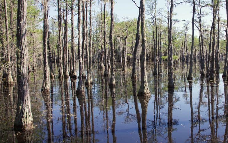 Cypress trees, George L. Smith State Park, Georgia