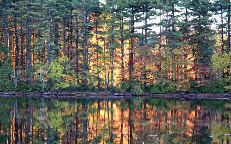 Harold Parker State Forest, Massachusettes