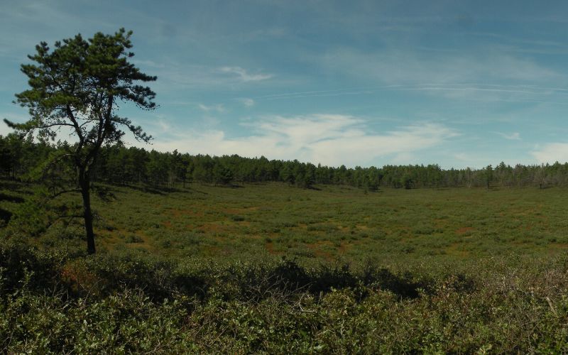 Myles Standish State Forest, Massachusetts