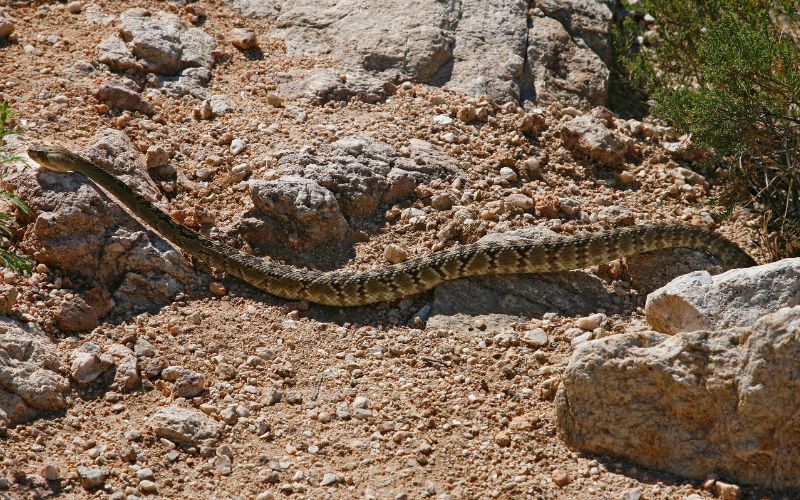 Northern Pacific Rattlesnake on the trail