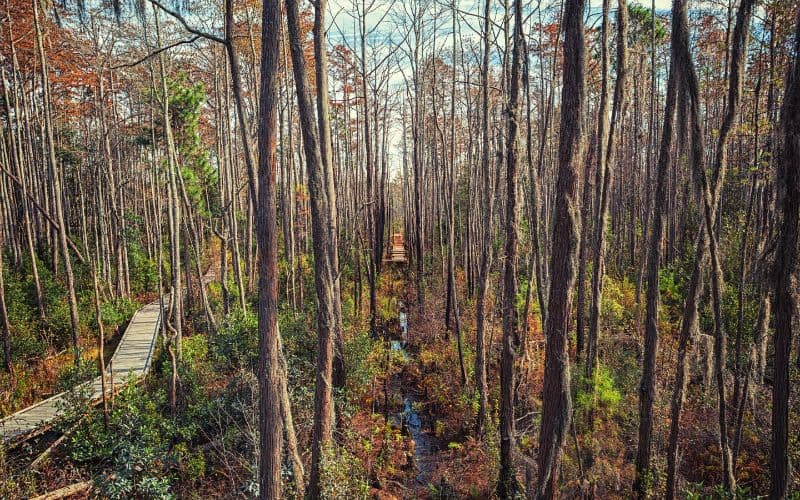 Okefenokee Swamp Georgia