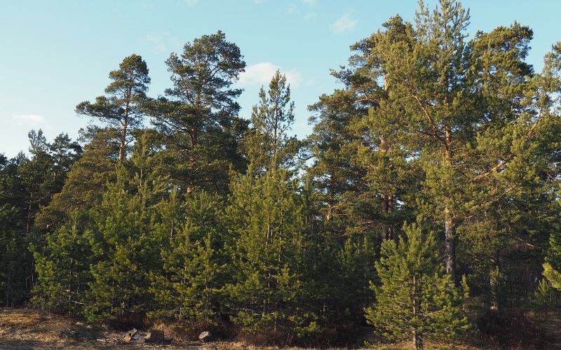 Pinewood Lodge Campground, Massachusetts