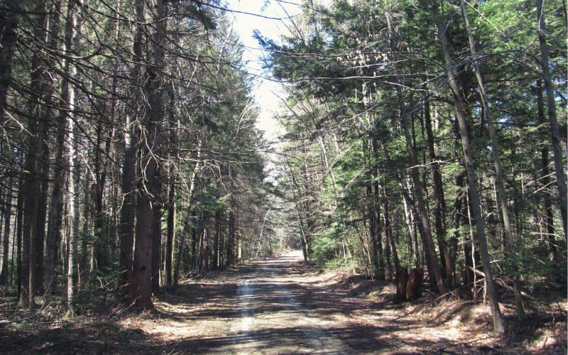 Savoy Mountain State Forest, Massachusetts