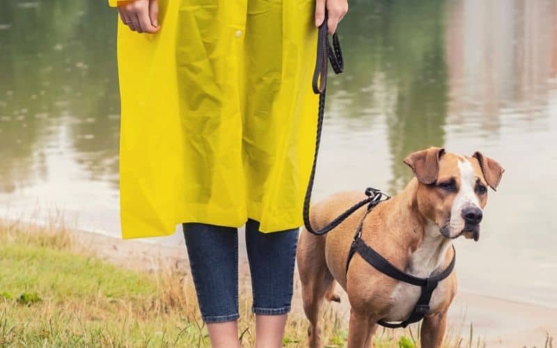 Woman wearing waterproof poncho with a dog on a lead