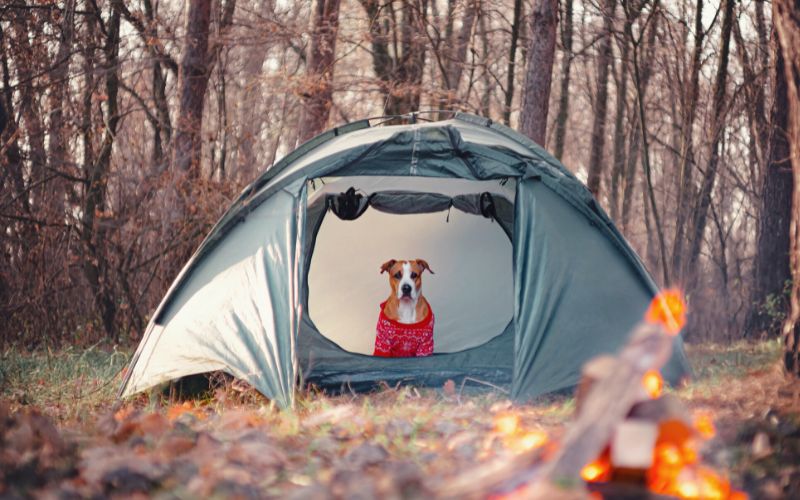 Dog sitting inside tent