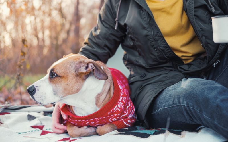 dog camping snuggled into their human