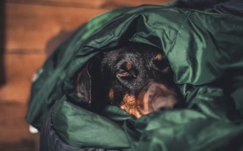 dog cozy in a sleeping bag