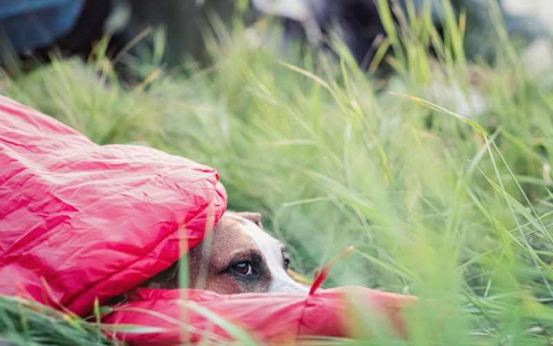 Dogs nose peaking out of a sleeping bag