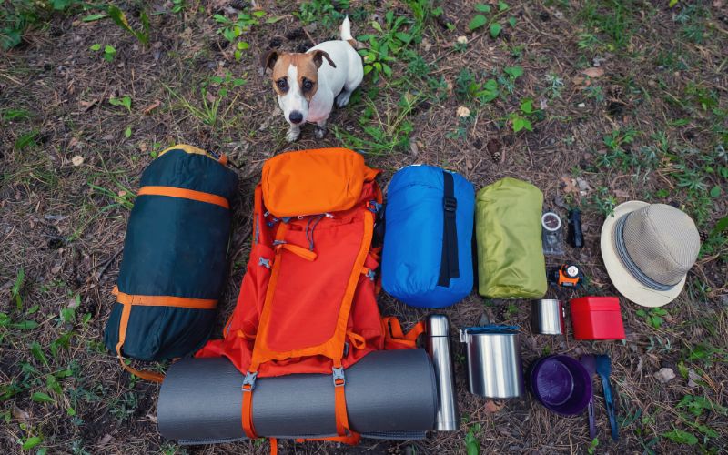 Dog sat next to camping supplies