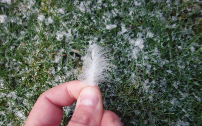 down feather