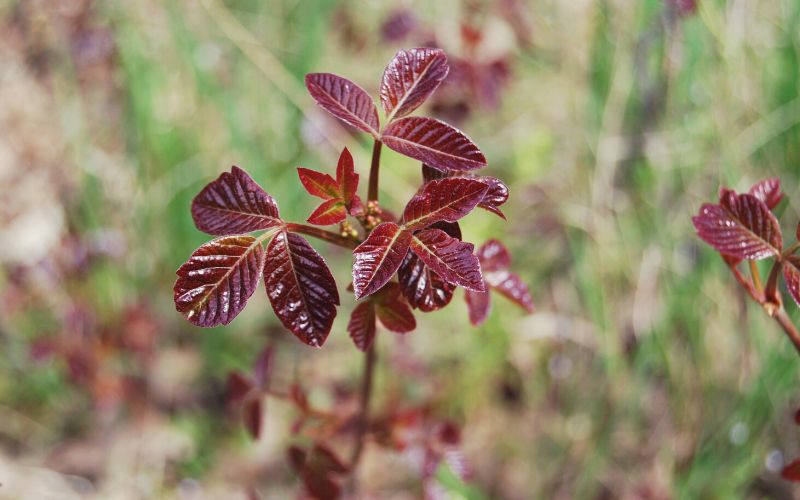 poison oak