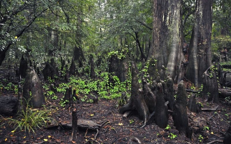 Cypress Slough, Big Thicket - Kirby Nature Trail, Texas