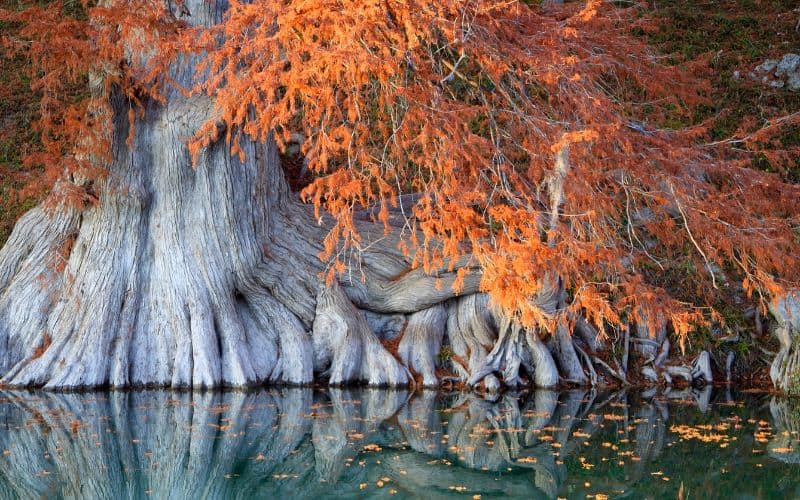 Guadalupe River State Park, Texas