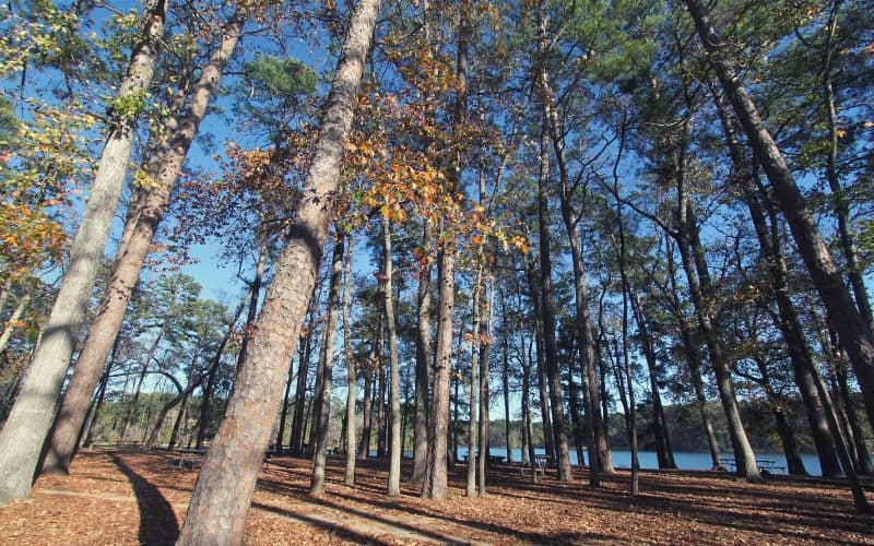 Piney Woods at Huntsville State Park, Texas