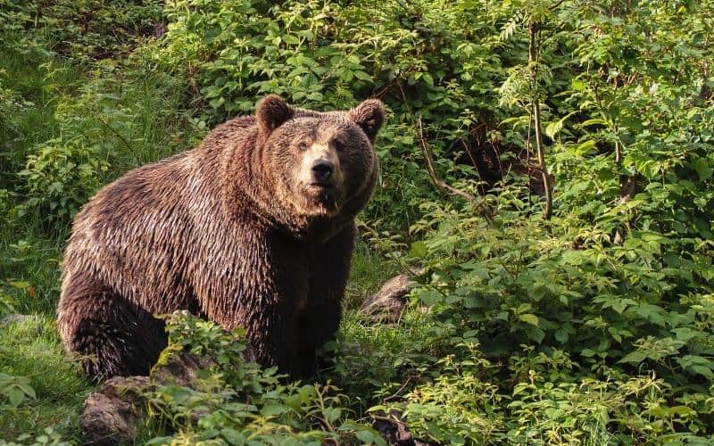 brown bear in forest