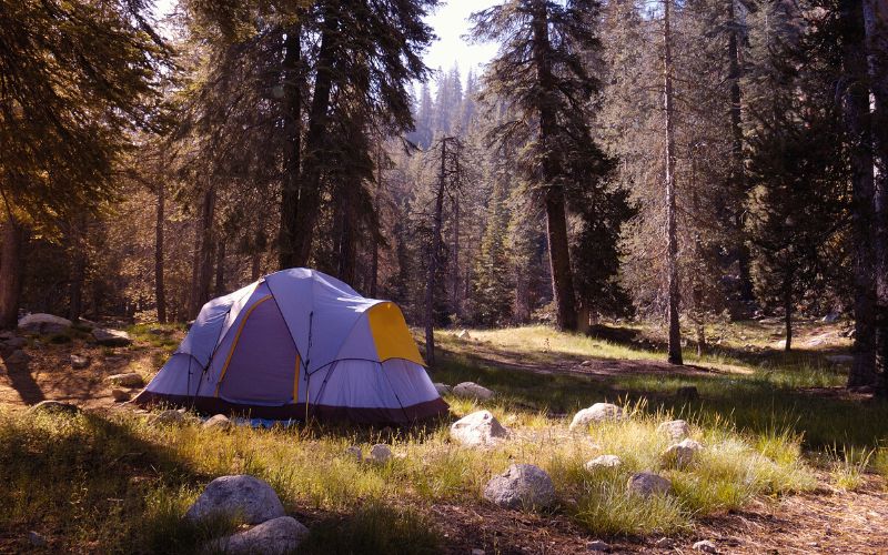Tent pitched in a clearing in the forest