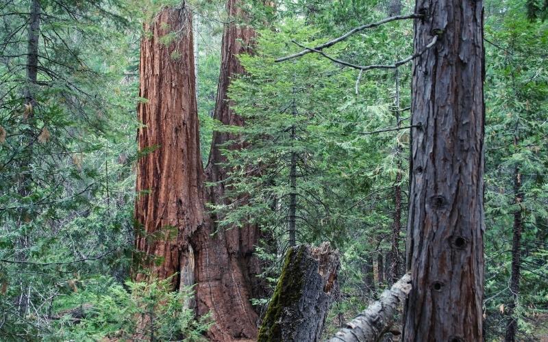 mariposa grove yosemite