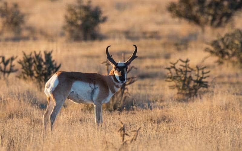 pronghorn at black mesa oklahoma