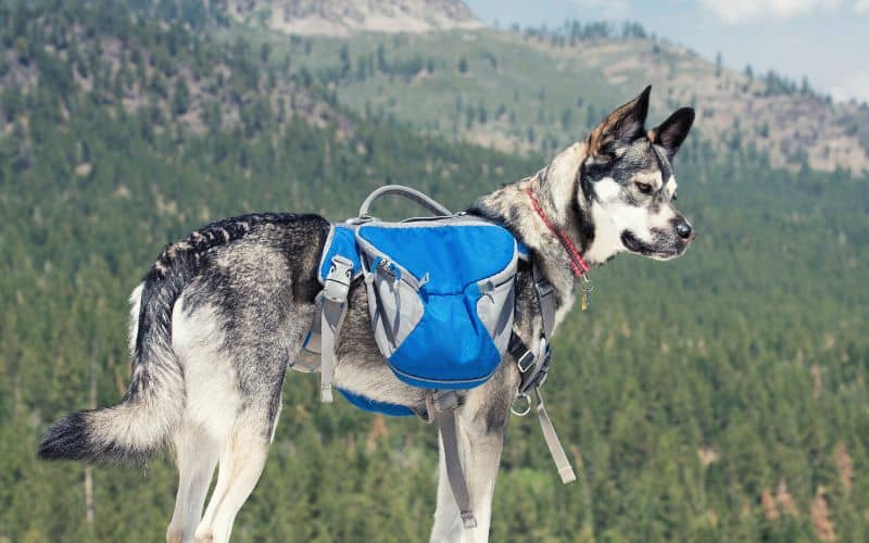 Big dog wearing backpack on a hike