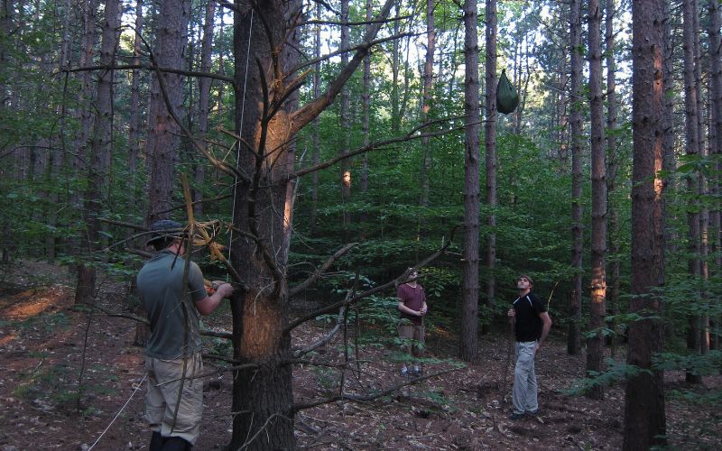 Campers hanging a bear bag in trees