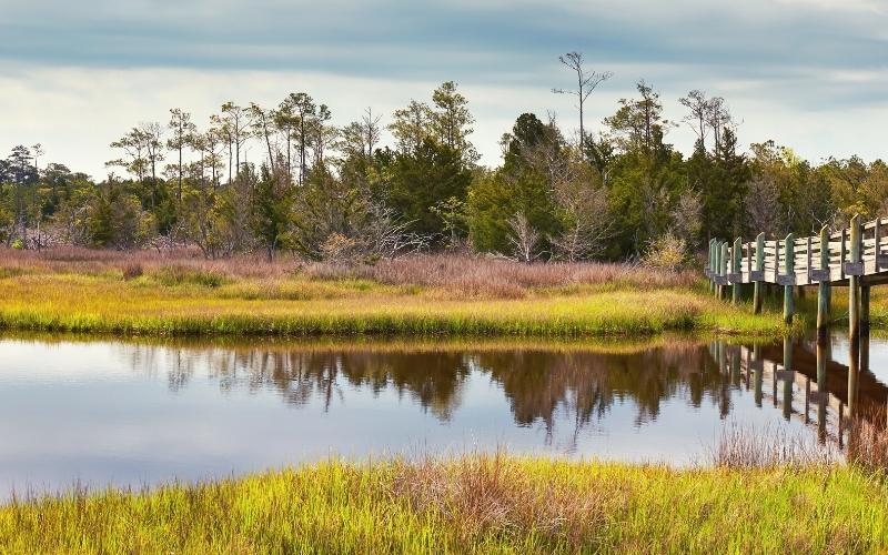 scenic marshes in croatan national forest