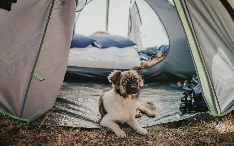 Dog lying in tent vestibule