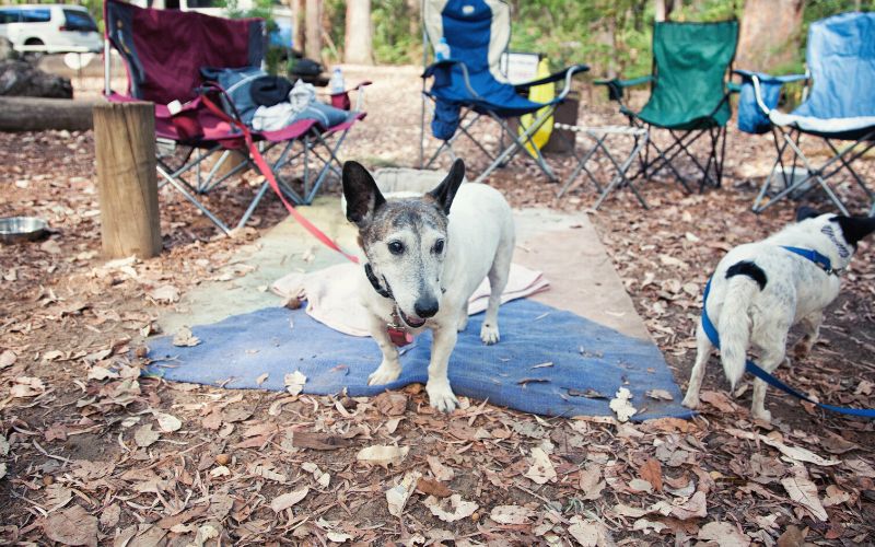 Dog on leash tied to a camping chair