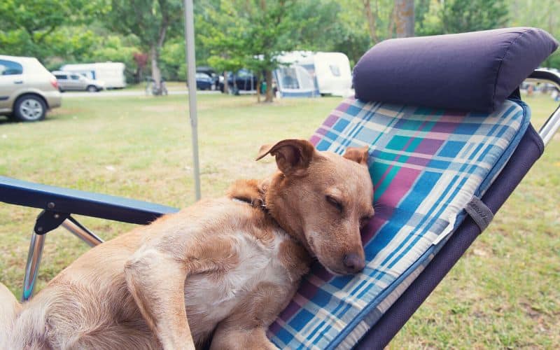 Dog resting on a recliner in a campsite