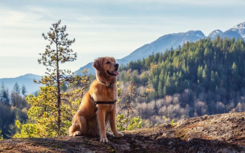Dog sitting in front of mountains wearing a harness