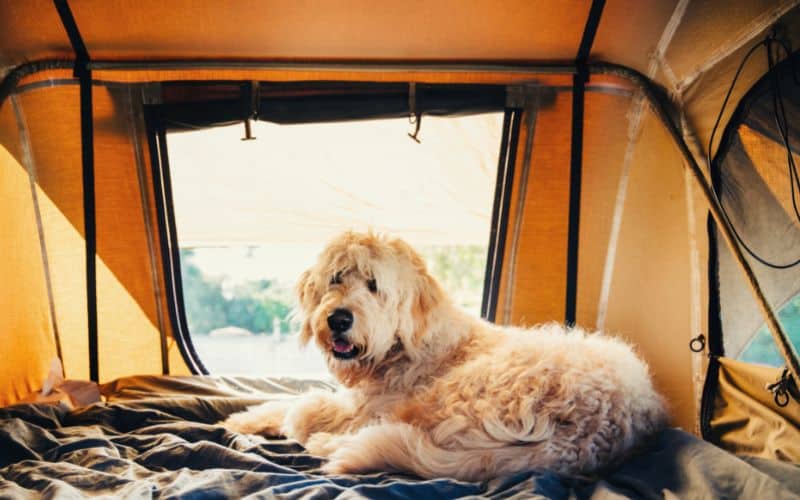 Dog sitting in tent with mesh windows and door open