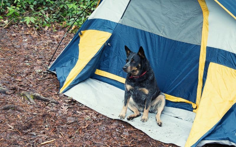 Dog sitting outside of a zipped tent