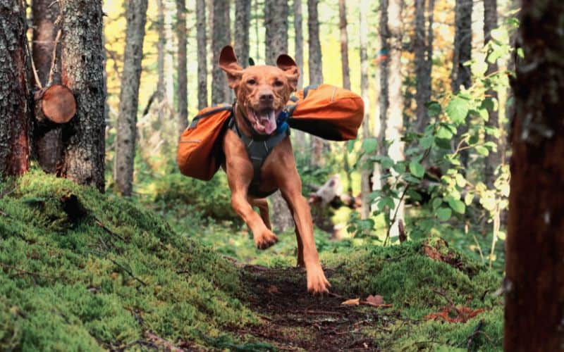 Dog wearing backpack running through a forest