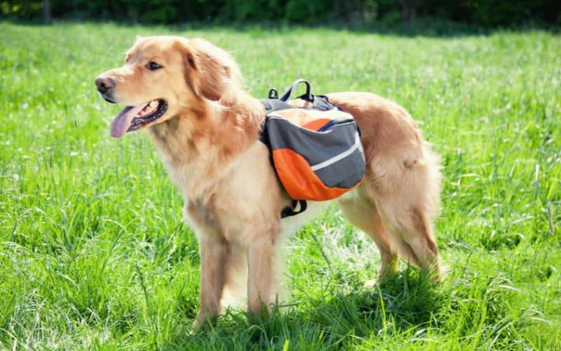 Dog wearing backpack showing handle and reflective trim