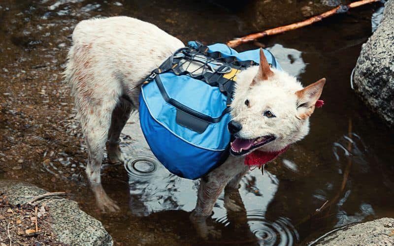 Dog wearing backpack standing in pool of water