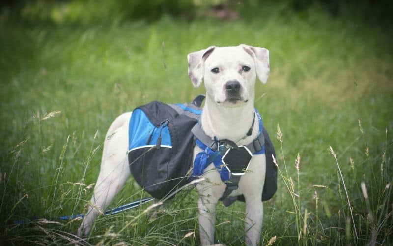 Dog wearing backpack standing in tall grass