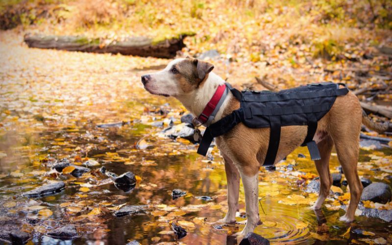 Dog wearing harness standing at edge of a river