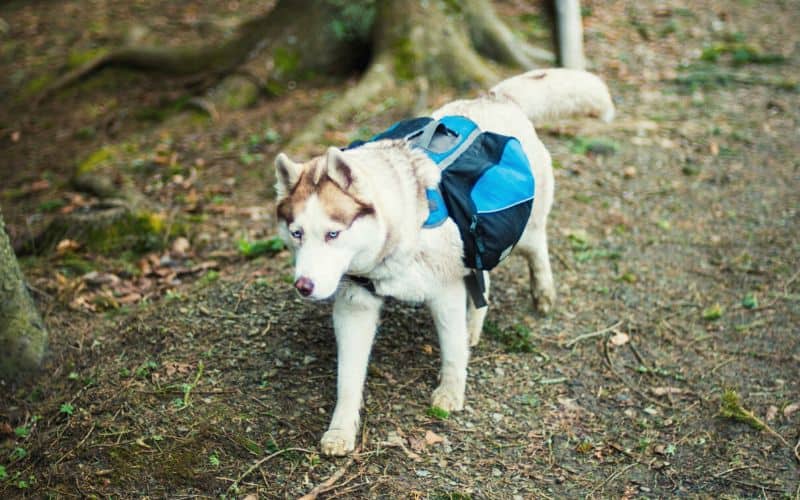 Husky dog wearing backpack through forest
