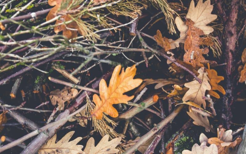Leaves and sticks on forest floor
