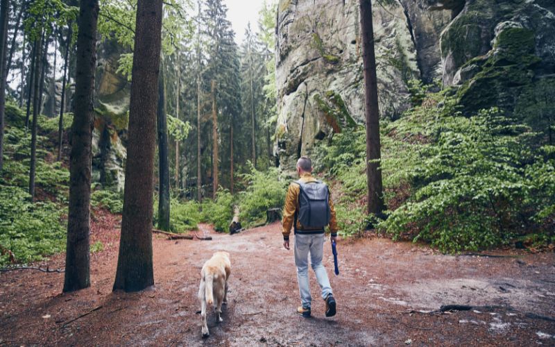 Man walking with dog in a shaded forest