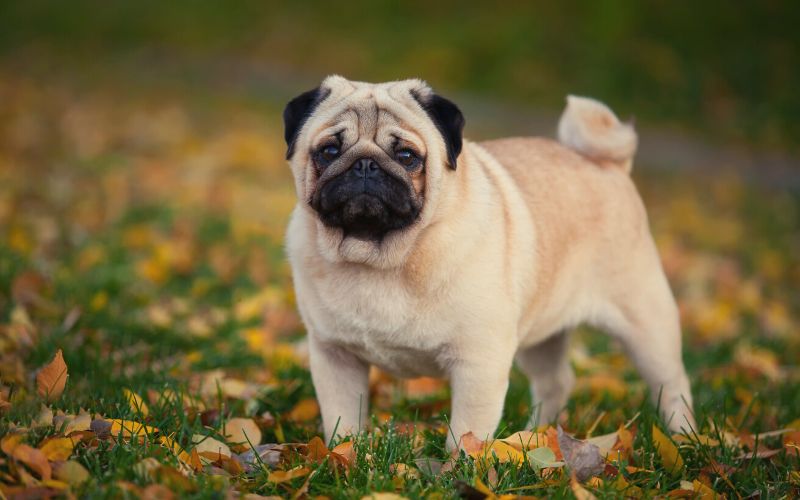 Pug standing in the park