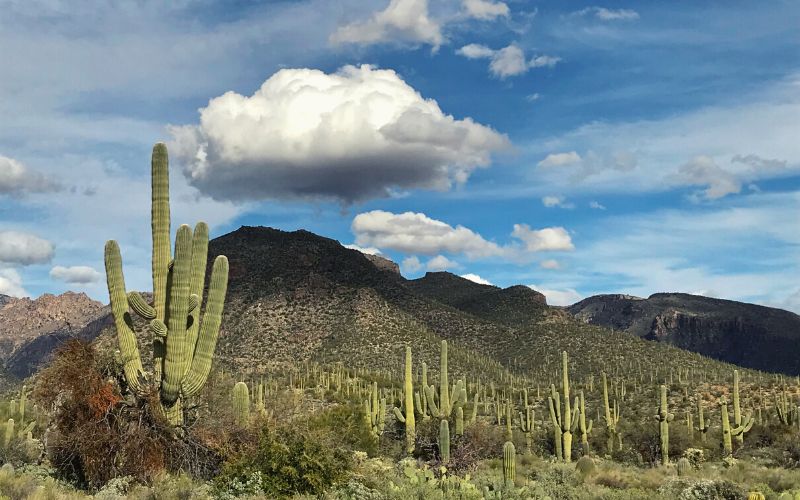 Sabino Canyon, Tucson