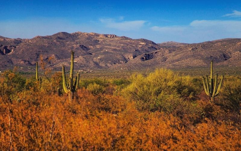 Saguaro National Park tucson