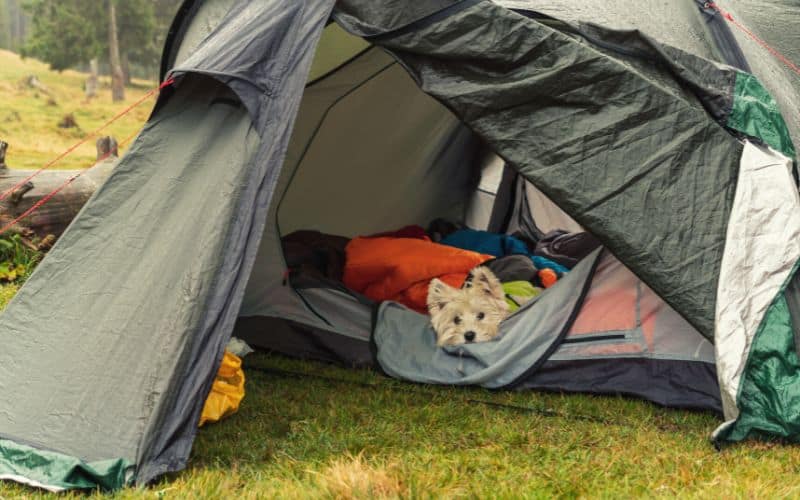 Small dog peaking out of tent opening